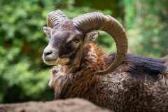 Focení v oboře Steinbruchsee (22. května 2025)