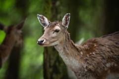 DSC_0791-Enhanced-NR