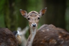 DSC_0793-Enhanced-NR