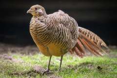 DSC_0865-Enhanced-NR