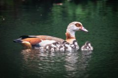 DSC_0924-Enhanced-NR