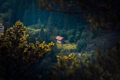 Fotografická exkurze na Šumavě s Alešem Malárem (8. - 9. června 2025)