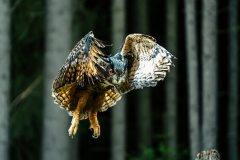 PAJ03143-Enhanced-NR