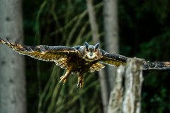 PAJ03219-Enhanced-NR