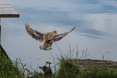 Sycherák (14. června 2024)