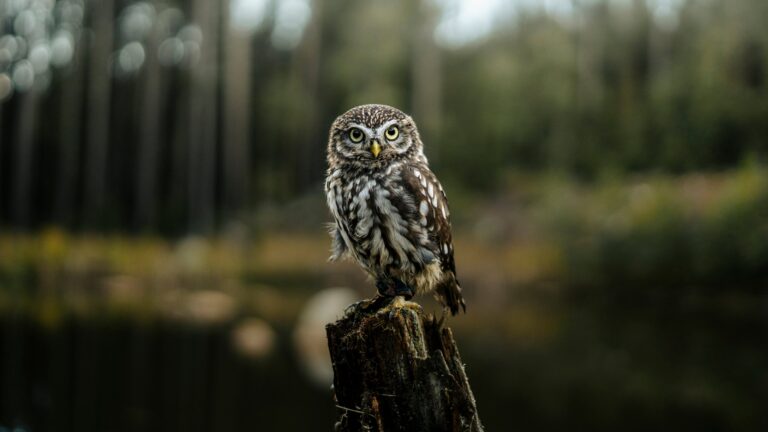 Postup do finálového kola fotografické soutěže Photobase